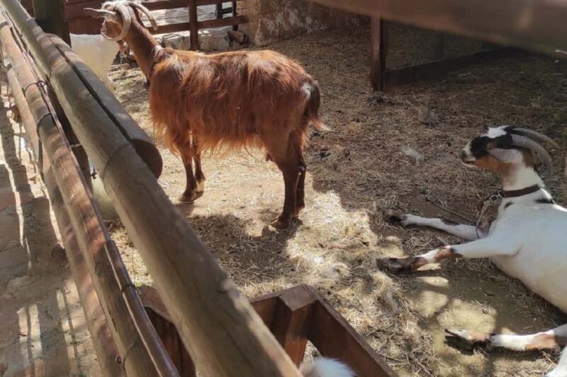 Private Jeep Tour to Agios Nikolaos & Plaka Beach - FAQs