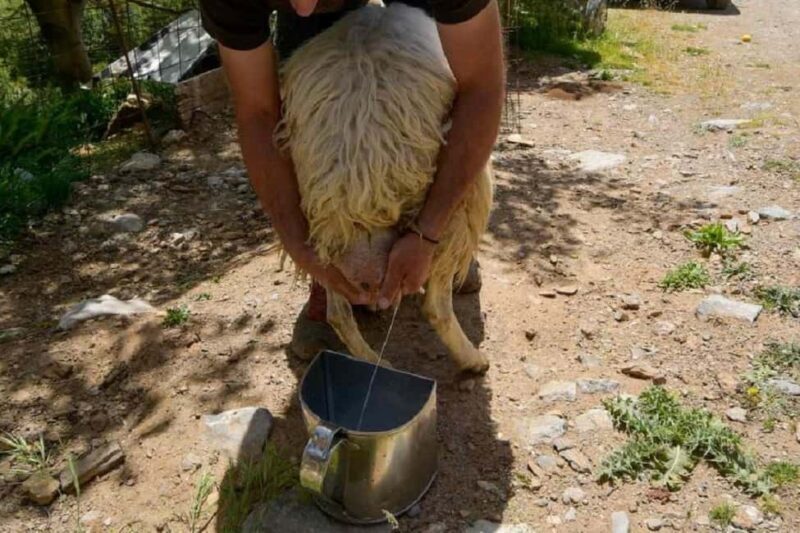 Private Jeep Tour to Viannos, Omalos Forest & Myrtos Beach - An Honest Look at the Tour