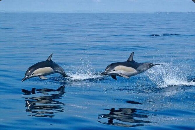 Private Kaikoura Whale Watching Day Trip From Christchurch - The Itinerary Breakdown