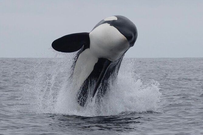 Private Kaikoura Whale Watching Day Trip From Christchurch - Who Is This Tour Best For?