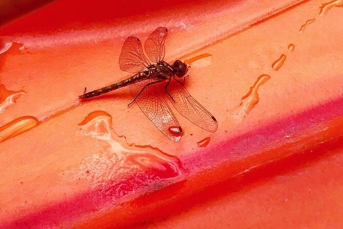 Private Kayaking/ Stand up Paddle Boarding Package - Final Thoughts