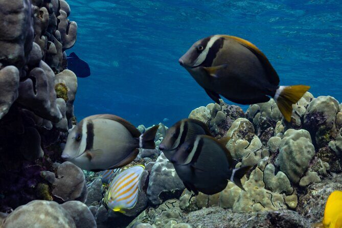 Private Kealakekua Bay Snorkel with Dolphin Watch - Why This Tour Stands Out