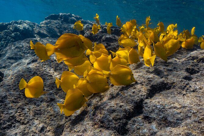 Private Kealakekua Bay Snorkel with Dolphin Watch - Important Practical Details