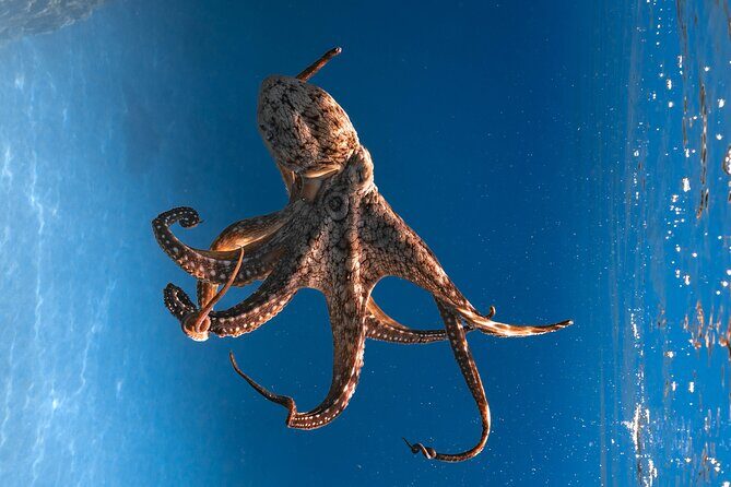 Private Kealakekua Bay Snorkel with Dolphin Watch - Frequently Asked Questions