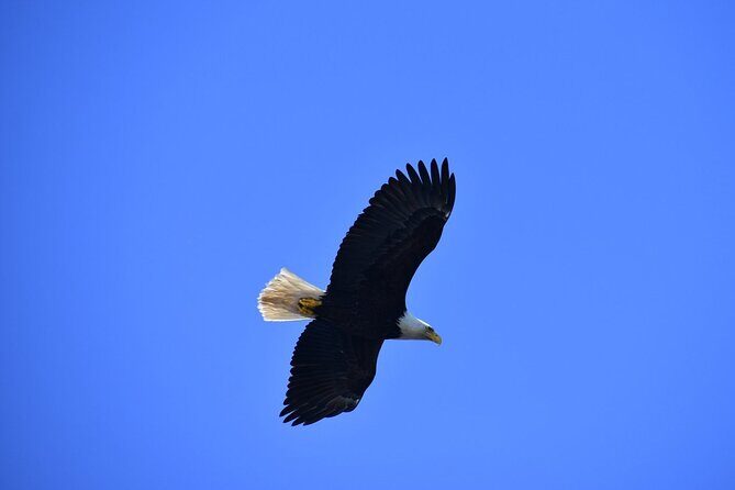 Private Ketchikan Tour in '67 VW Van - FAQ