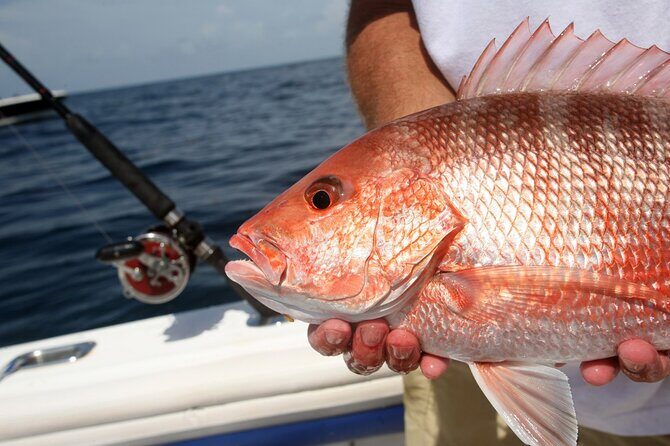 Private Key West Fishing & Sandbar or Snorkel Charter - The Basics of the Tour Experience