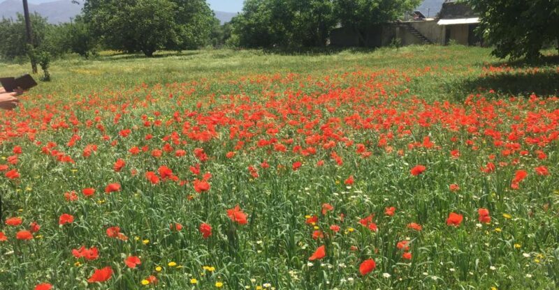 Private-Knossos Palace-Zeus -Villages-Olive Oil Factory - Exploring Knossos Palace