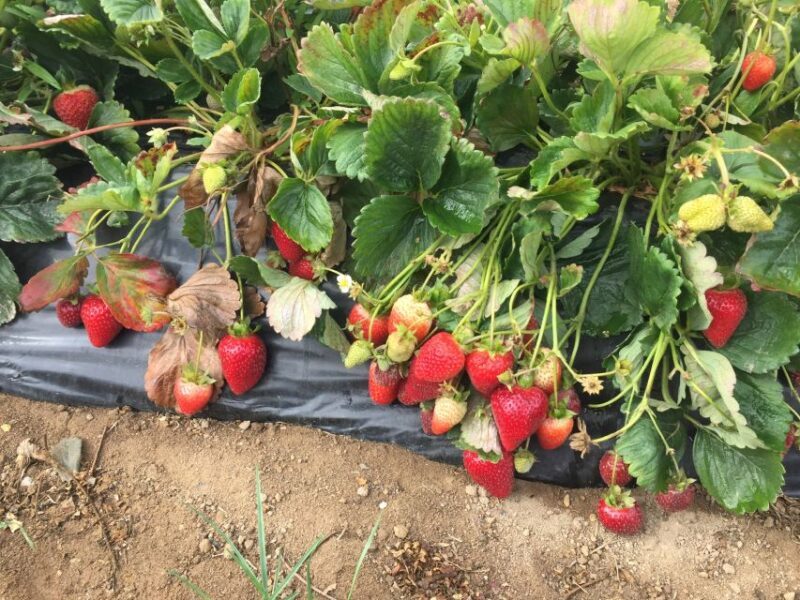 Private-Knossos Palace-Zeus -Villages-Olive Oil Factory - User Experience: What Travelers Say