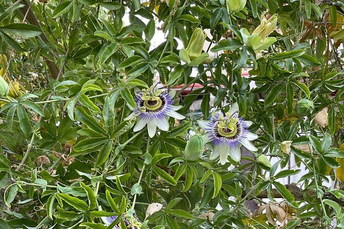 PRIVATE-Knossos-Winery-Olive Oil Factory-Traditional Villages - Who Should Consider This Tour?