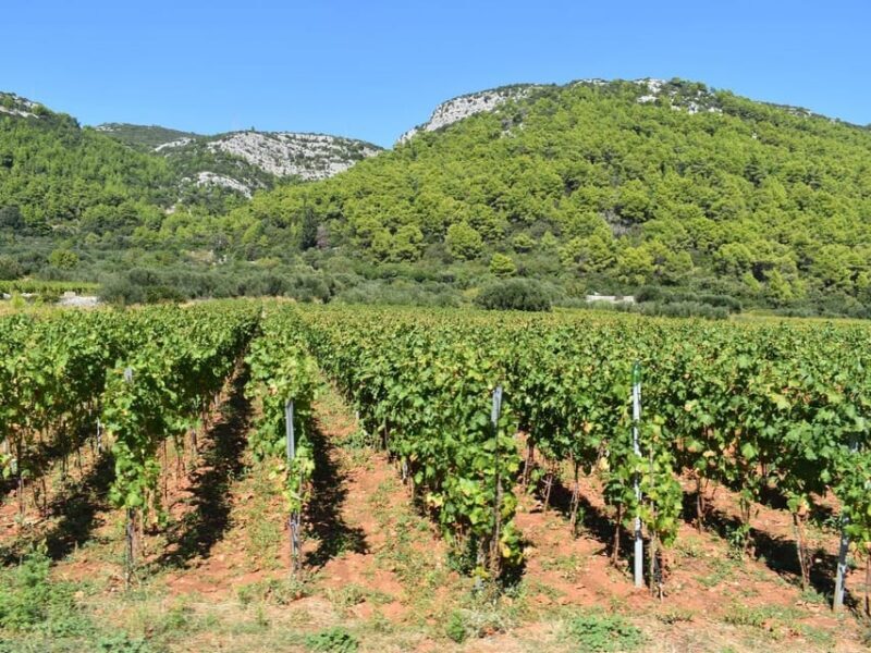 Private Korula Island: Wine & Sightseeing Tour - Who Will Love This Tour?