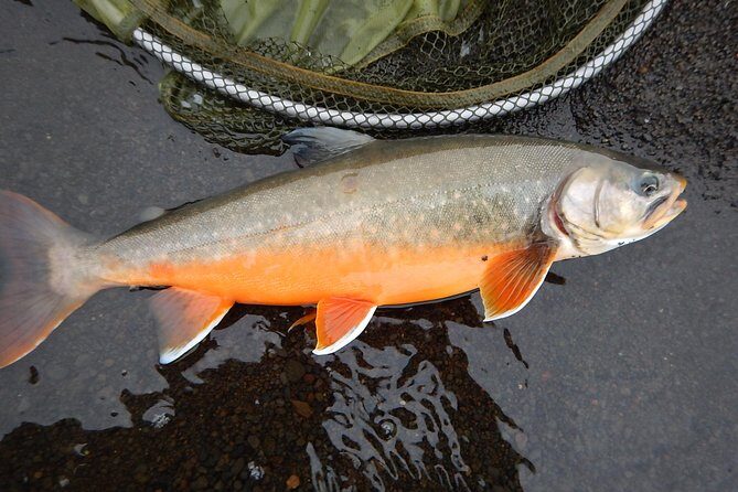 Private Lake and River Fishing Tour from Reykjavik - Who Should Consider This Tour?