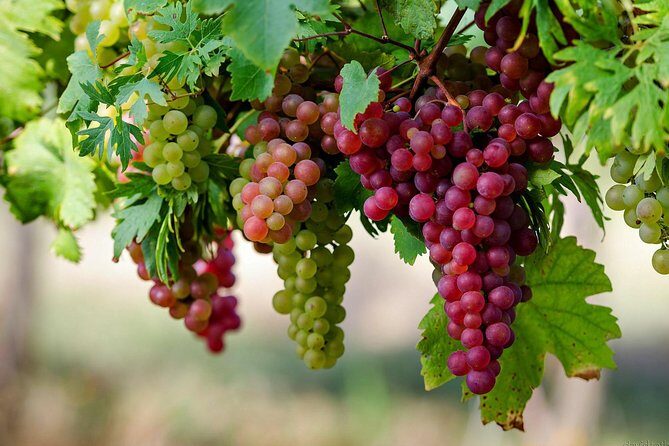 Private Lake Balaton Experience with an unforgettable Wine Tasting - Who Is This Tour Best For?