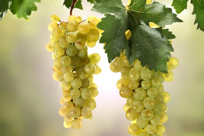 Private Lake Balaton Experience with an unforgettable Wine Tasting - Final Thoughts