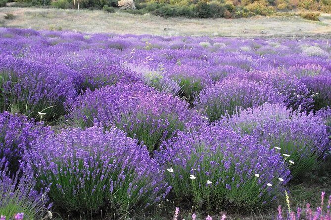 Private Lake Balaton Experience with the Herend Porcelain Factory - Real Traveler Insights