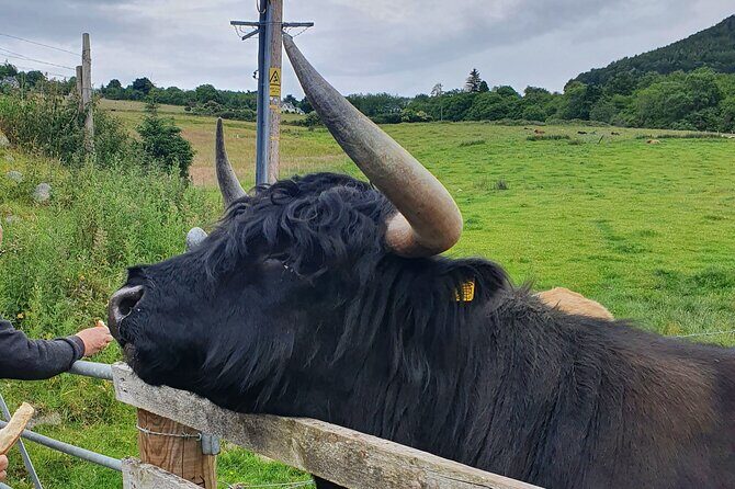 Private Loch Ness & Highland Adventure Guided Tour - FAQs