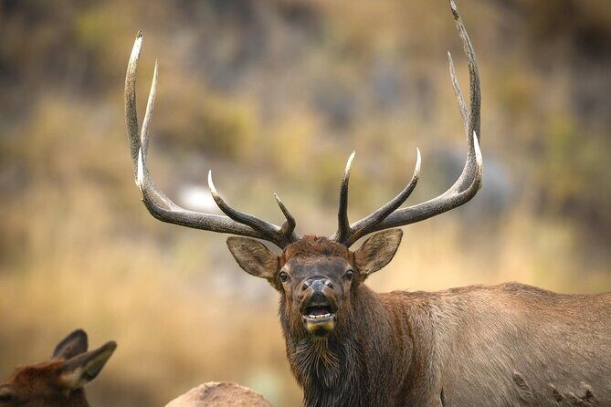 Private Lower Loop Tour of Yellowstone National Park - Key Points