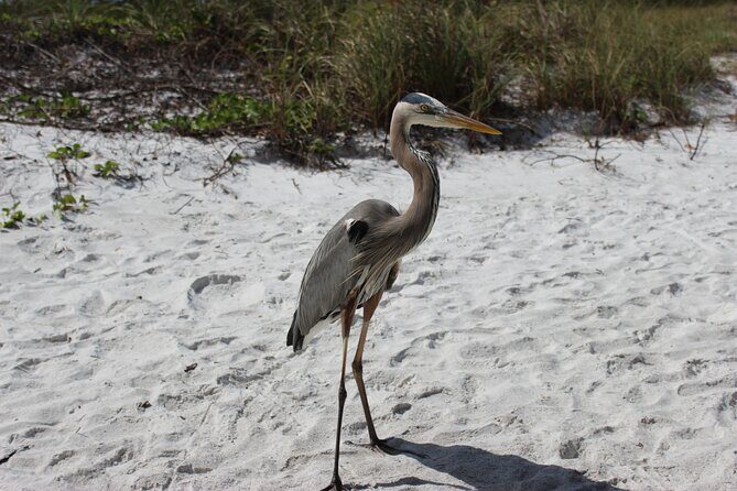 Private Luxury Boat Charter - Discovering Sarasota’s Waterways in Style
