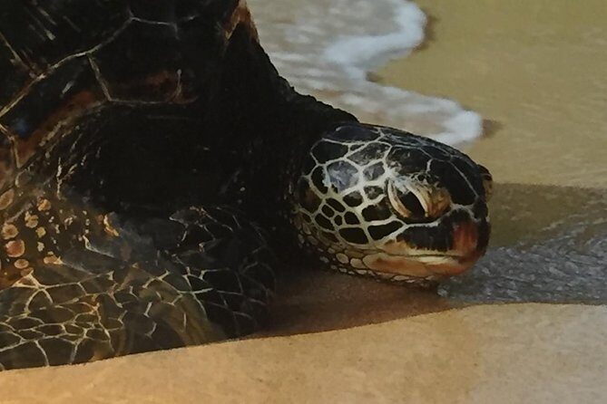 Private luxury tour of Oahu island - The Sum Up