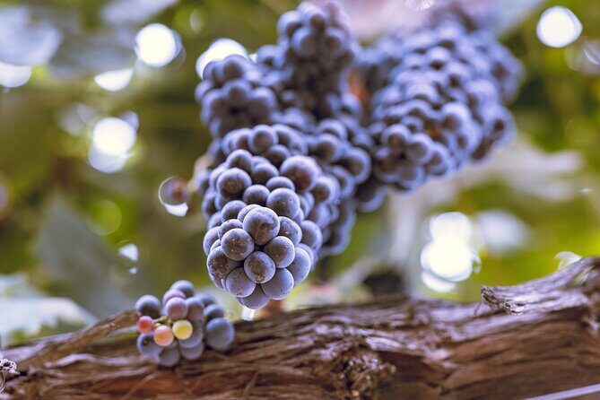 Private Luxury Transportation Experience - Sonoma - Key Points