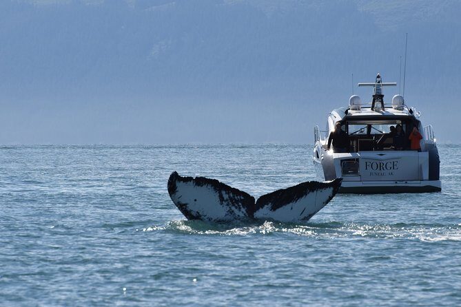 Private Luxury Whale Watch - The Experience in Detail