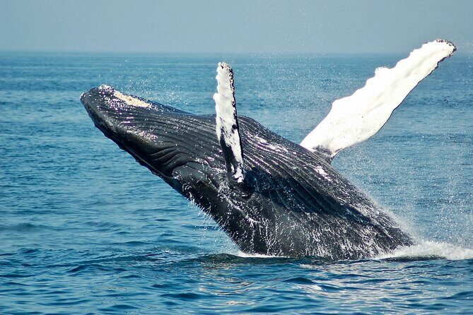 Private Luxury Whale Watching Tour in San Diego - Key Points
