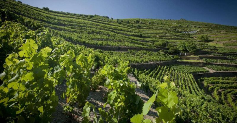 Private Luxury Wine & Food Tour in Douro - Who Is This Tour Best For?