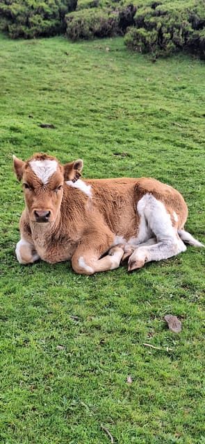Private Madeira Complete Full Day Tour - Exploring Madeira with the Private Complete Full Day Tour