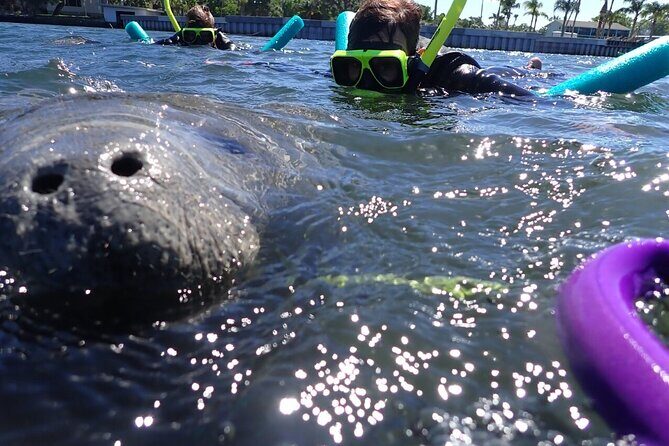 Private Manatee Snorkeling Tour - Key Points