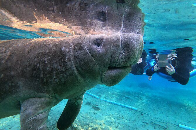 Private Manatee Snorkeling Tour - What’s It Like to Do the Private Manatee Snorkeling Tour?