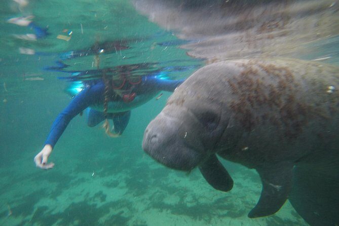 Private Manatee Snorkeling Tour - The Value of All-Inclusive Features