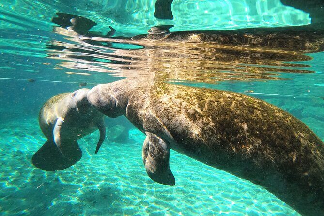 Private Manatee Snorkeling Tour - The Experience from the Perspective of Reviewers