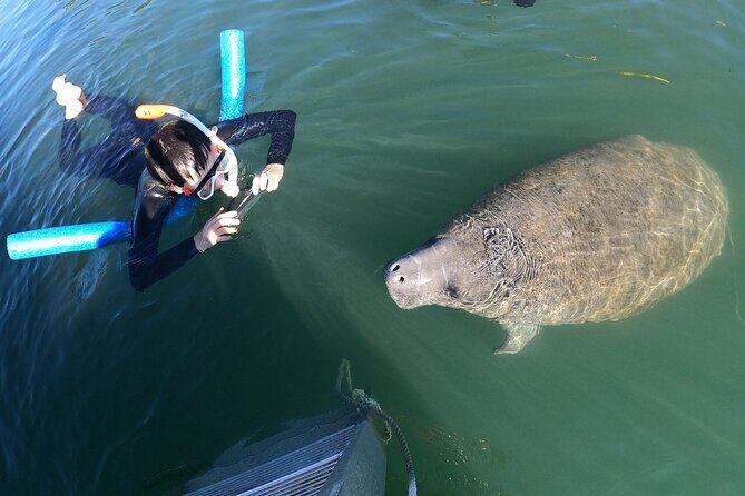 Private Manatee Snorkeling Tour - Practical Considerations