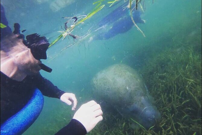 Private Manatee Snorkeling Tour - Who is This Tour Best For?