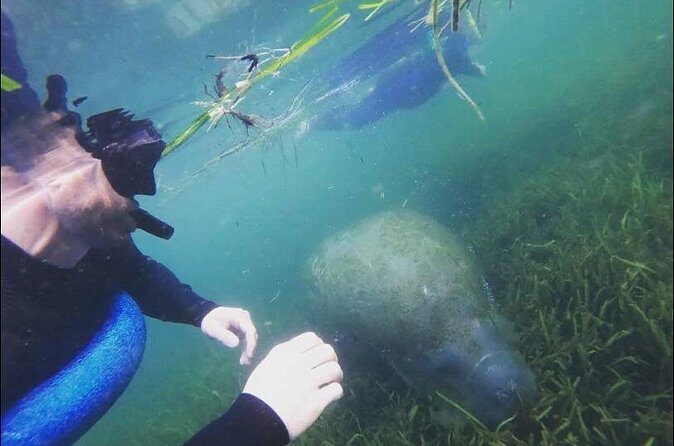 Private Manatee Snorkeling Tour - FAQ