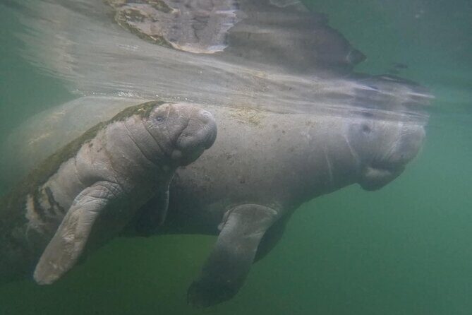 Private Manatee Swim Crystal River FL 6 Passenger Max Free Photos - Key Points