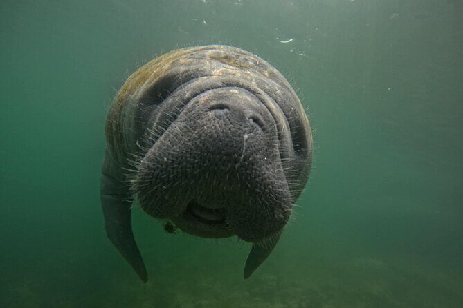 Private Manatee Swim Crystal River FL 6 Passenger Max Free Photos - FAQs
