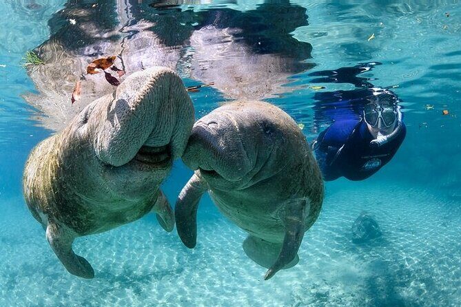 Private Manatee Swim Tour - The Itinerary in Detail