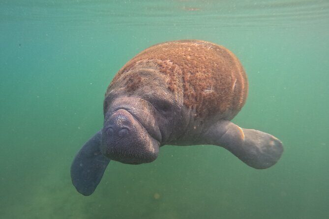 Private Manatee Swim Tour - Who Should Consider This Tour?