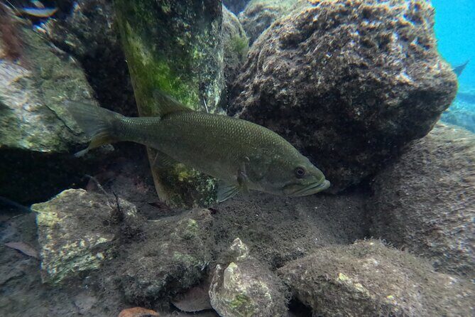 Private Manatee Swim Tour - The Sum Up