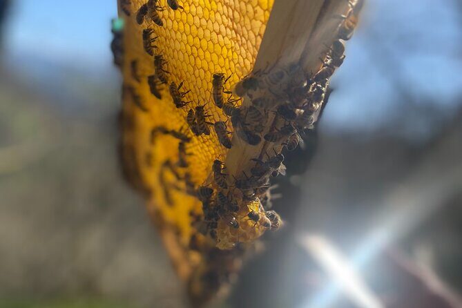 Private Mead Taste Experience in Lourdes - What Is This Tour All About?