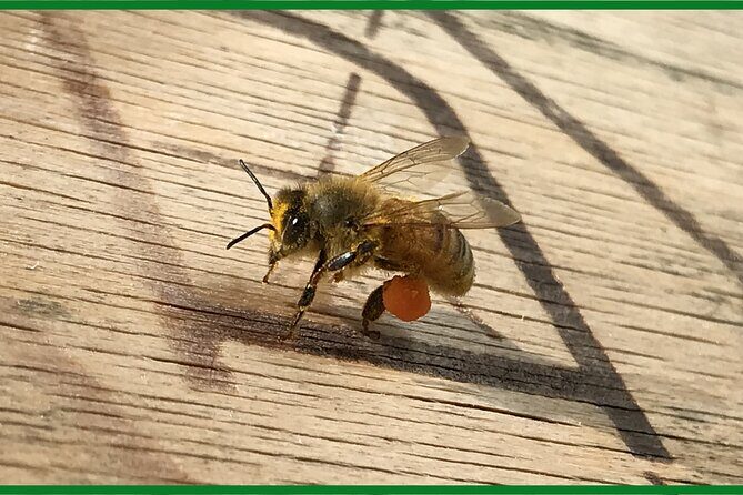 Private Mead Taste Experience in Lourdes - Is It Worth the Price?