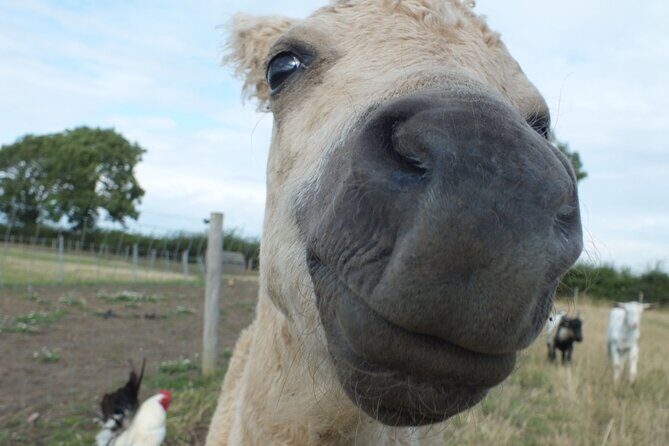 Private Miniature Horse Walking near Lincoln - The Itinerary: Step by Step