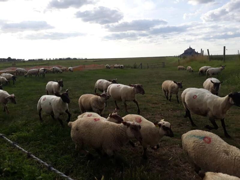 Private Mont-Saint-Michel from Bayeux or Caen - What Could Be Better