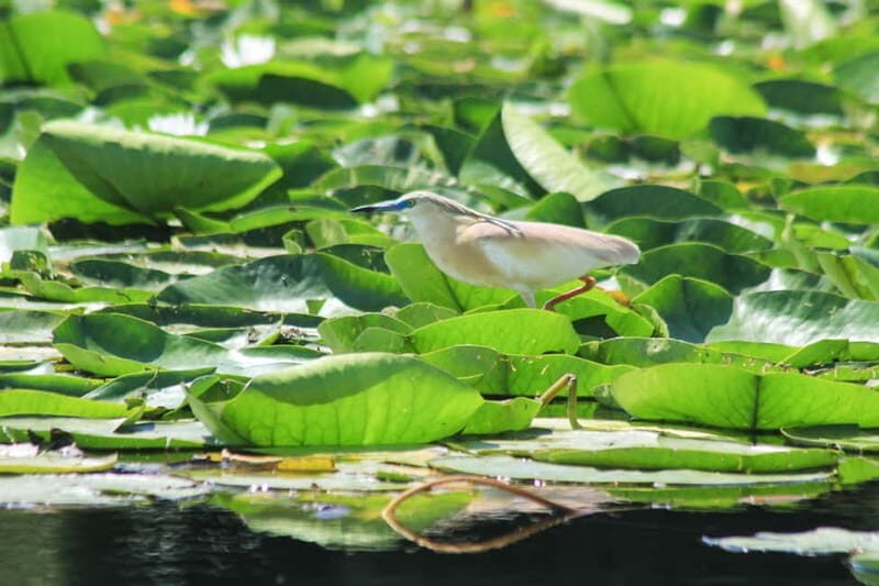 Private morning tour with refreshments and hidden canals! - A Closer Look at the Skadar Lake Private Tour