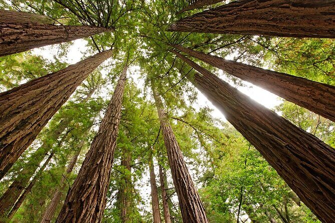 Private Muir Woods, Sausalito, and Marin Headlands Tour - An In-Depth Look at the Itinerary