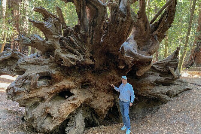 Private Muir Woods Tour Via Luxury Tesla - Analyzing the Price and Value