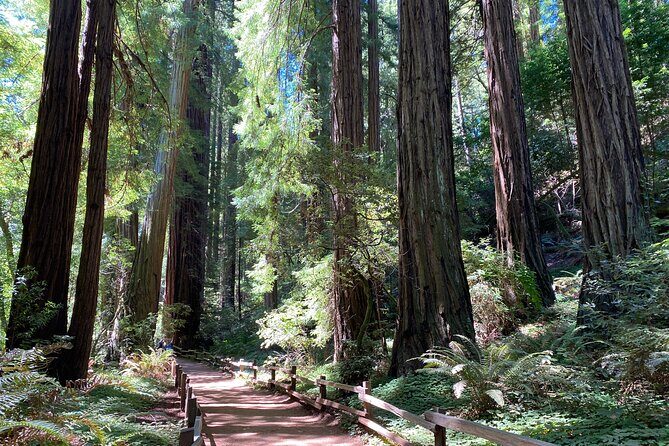 Private Muir Woods Tour Via Luxury Tesla - FAQ