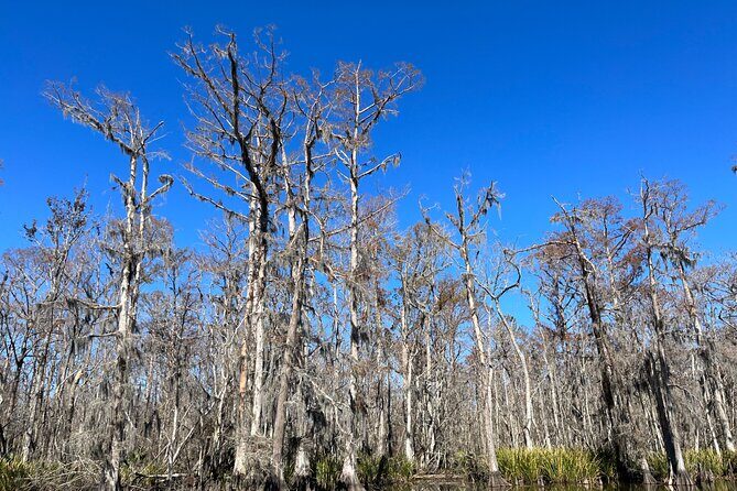 Private New Orleans Neighborhood Food Tour - Historic Driving "Dine-Around" - Why This Tour Might Be Worth Considering