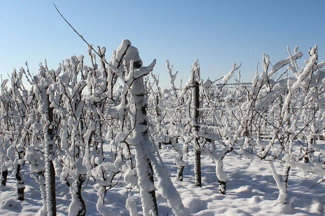 Private Niagara Ice Wine Tour - What the Tour Offers and Why It Matters