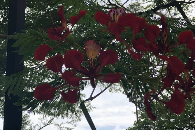 Private North Shore Tour From Waikiki - Who Should Consider This Tour?